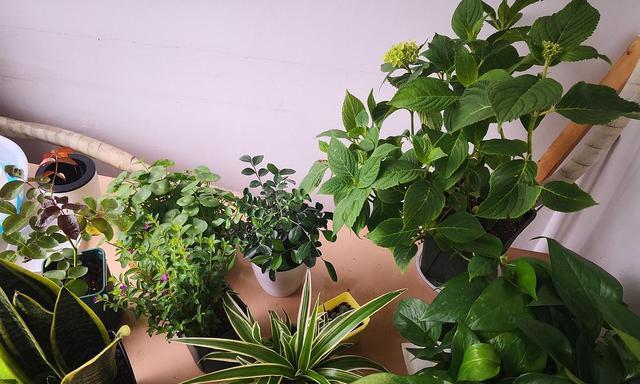 九里香室内养殖需要注意什么？