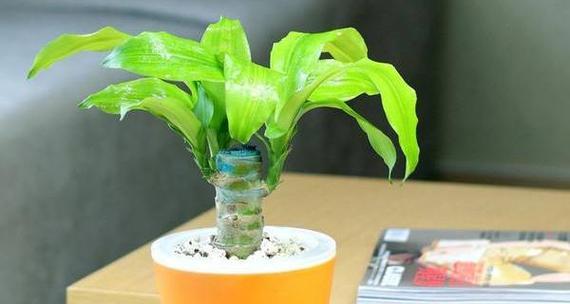 巴西木营养液使用频率是多少?多久添加一次效果最佳? 巴西木营养液使用频率是多少?多久添加一次效果最佳?