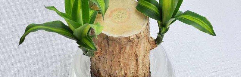 巴西木营养液使用频率是多少？多久添加一次效果最佳？