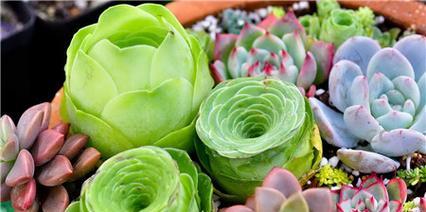 肉肉夏天怎么养护？高温下植物的正确养护方法是什么？