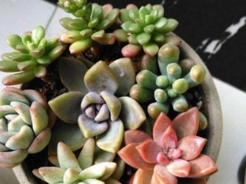 肉肉夏天怎么养护？高温下植物的正确养护方法是什么？