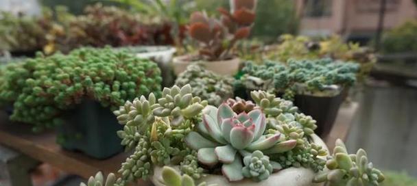 肉肉夏天怎么养护？高温下植物的正确养护方法是什么？