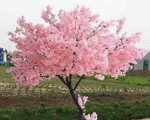 家里可以种樱花树吗?樱花树种植条件和注意事项是什么? 家里可以种樱花树吗?樱花树种植条件和注意事项是什么?