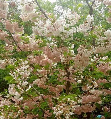 家里可以种樱花树吗？樱花树种植条件和注意事项是什么？