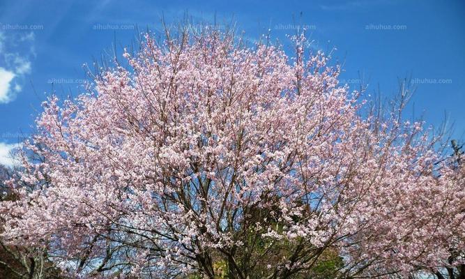 家里可以种樱花树吗?樱花树种植条件和注意事项是什么? 家里可以种樱花树吗?樱花树种植条件和注意事项是什么?