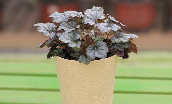 石竹怎么养殖方法？有哪些注意事项？