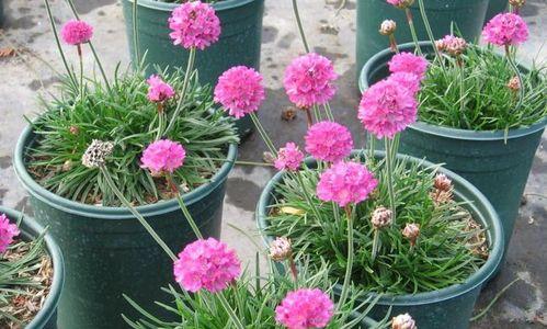 石竹怎么养殖方法？有哪些注意事项？