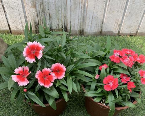 石竹怎么养殖方法?有哪些注意事项?