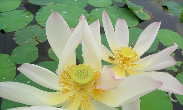 荷花有多少品种?如何区分不同种类的荷花? 荷花有多少品种?如何区分不同种类的荷花?