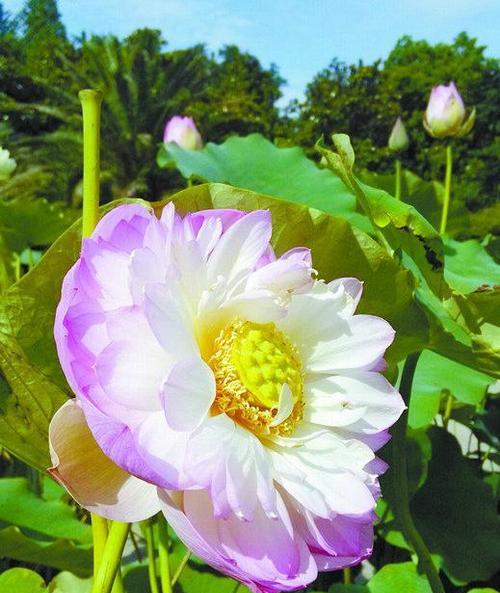 荷花有多少品种?如何区分不同种类的荷花? 荷花有多少品种?如何区分不同种类的荷花?
