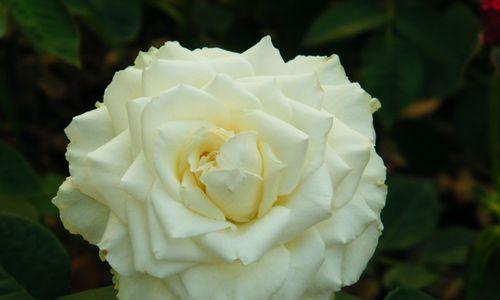 白色月季花的象征意义（崇高纯洁的白色月季花）