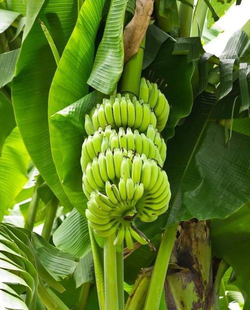 香蕉适合什么地方种植？最佳种植环境有哪些？