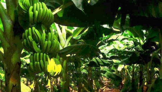 香蕉适合什么地方种植?最佳种植环境有哪些?