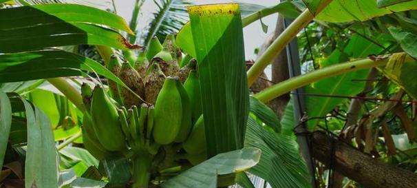 香蕉适合什么地方种植？最佳种植环境有哪些？