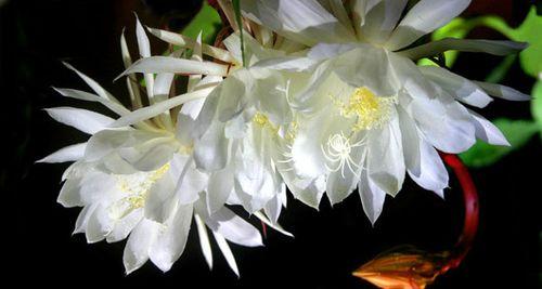 昙花的花语与含义(探秘昙花的奇妙象征)