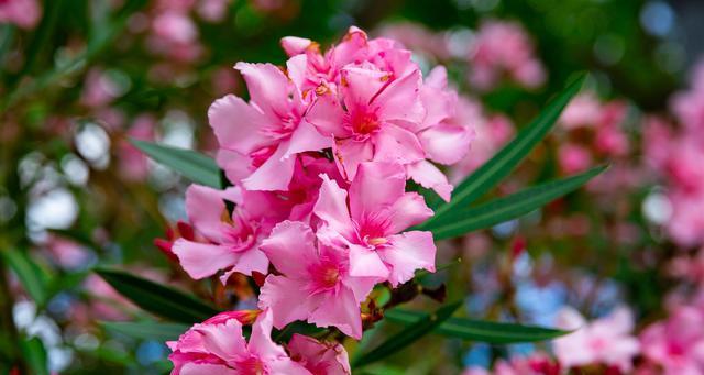 和夹竹桃很像的花是什么？如何区分夹竹桃和相似植物？