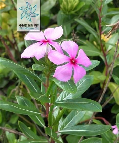 和夹竹桃很像的花是什么?如何区分夹竹桃和相似植物? 和夹竹桃很像的花是什么?如何区分夹竹桃和相似植物?