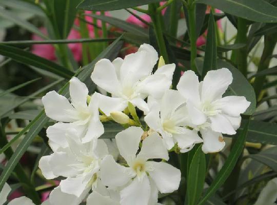 和夹竹桃很像的花是什么?如何区分夹竹桃和相似植物? 和夹竹桃很像的花是什么?如何区分夹竹桃和相似植物?