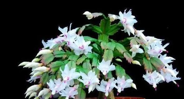 蟹爪兰之花语(探索蟹爪兰的寓意与象征)