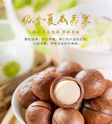 夏威夷果原产于哪里?它有哪些特别之处? 夏威夷果原产于哪里?它有哪些特别之处?