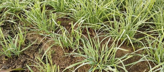 韭菜叶子发黄怎么办？如何快速恢复绿色健康状态？