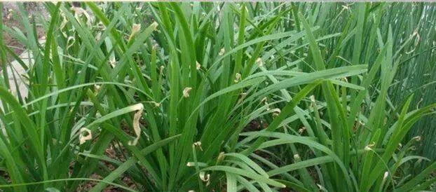 韭菜叶子发黄怎么办？如何快速恢复绿色健康状态？