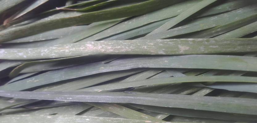 韭菜叶子发黄怎么办？如何快速恢复绿色健康状态？