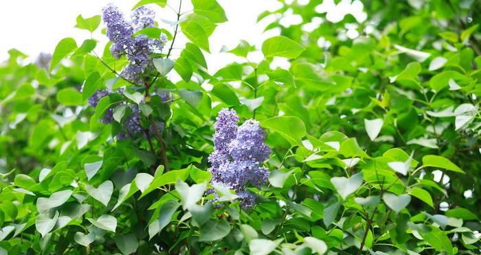花开香满，芬芳传情——以花叶丁香的花语为主题（唤醒心灵的芳香与美丽）