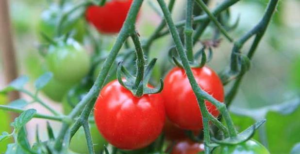 千禧果什么品种最好？如何挑选高品质的千禧果？