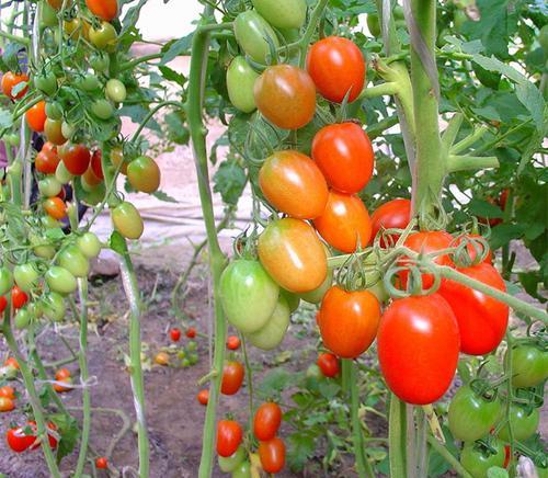 千禧果什么品种最好?如何挑选高品质的千禧果? 千禧果什么品种最好?如何挑选高品质的千禧果?