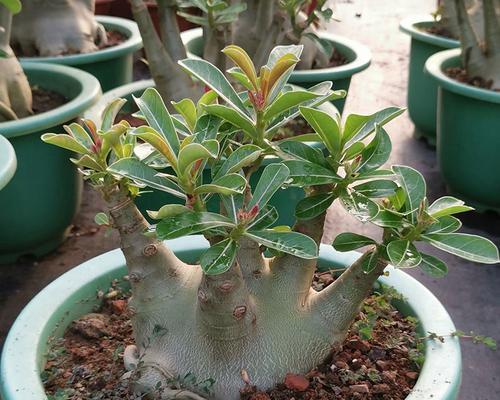 沙漠玫瑰怕冻吗？如何在冬季保护沙漠玫瑰？