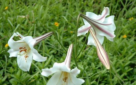 白百合花的象征意义及寓意(一朵花)