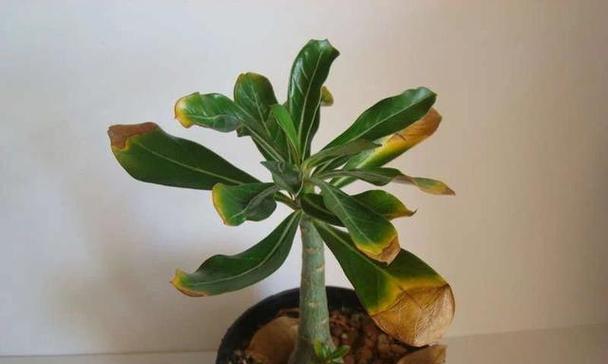 沙漠玫瑰怕冻吗？如何在冬季保护沙漠玫瑰？