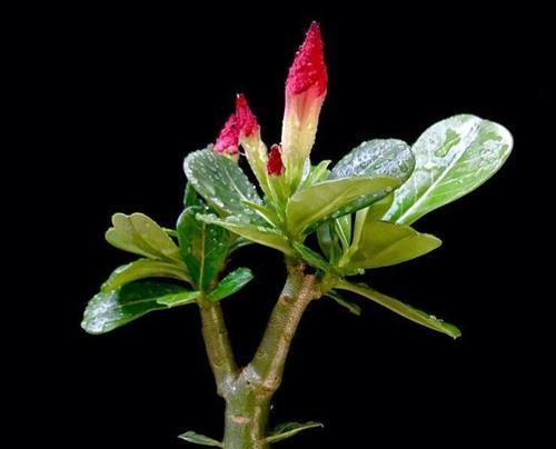 沙漠玫瑰怕冻吗？如何在冬季保护沙漠玫瑰？