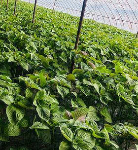 苏子几月份种植最合适?如何确保种植成功?