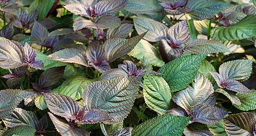 苏子几月份种植最合适？如何确保种植成功？