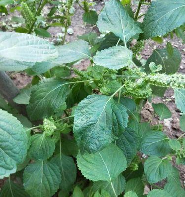 苏子几月份种植最合适？如何确保种植成功？