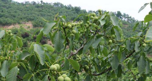 核桃落果是什么原因造成的？如何有效预防？