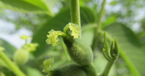 核桃落果是什么原因造成的?如何有效预防?