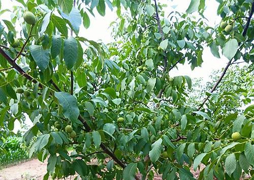 核桃落果是什么原因造成的？如何有效预防？