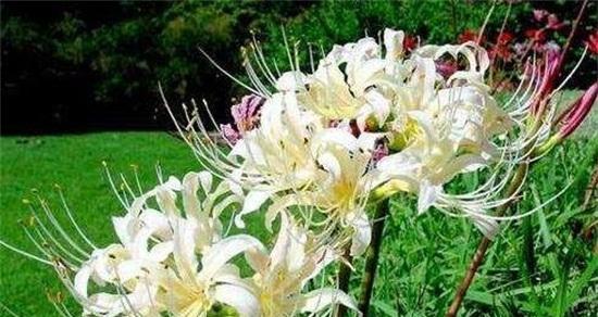 忘了我,忘不了的思念(以海棠花的花语为引)