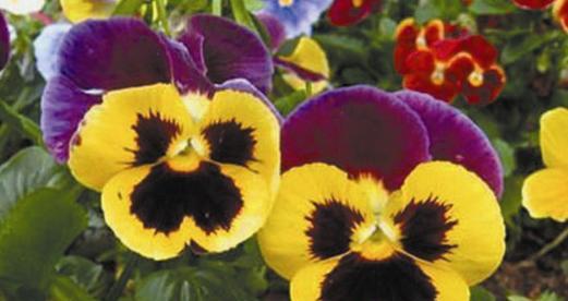 三色堇喜阴还是喜阳?如何正确养护三色堇?