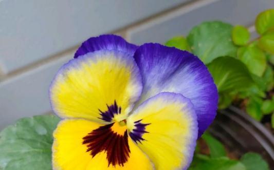 三色堇喜阴还是喜阳？如何正确养护三色堇？