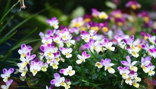 三色堇喜阴还是喜阳？如何正确养护三色堇？