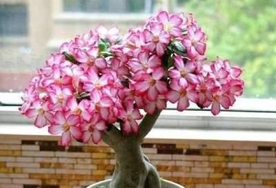 绿巨人植物会开花吗?开花时是什么样子的?