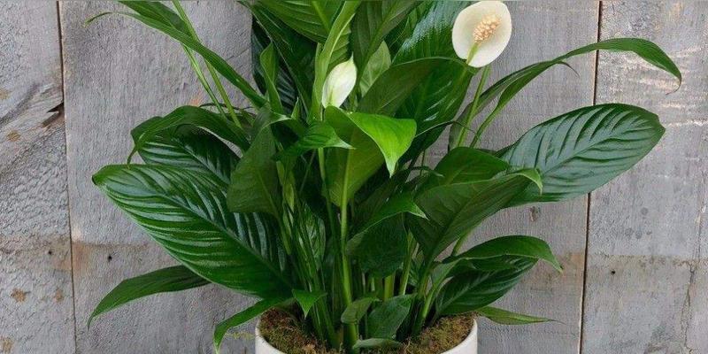 绿巨人植物会开花吗？开花时是什么样子的？