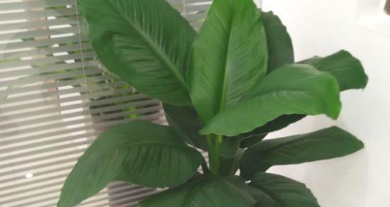 绿巨人植物会开花吗？开花时是什么样子的？