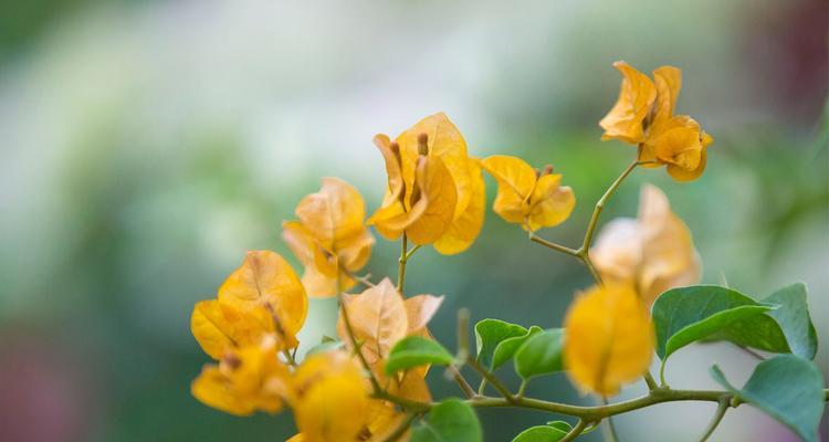 三角梅花语的来历及寓意（揭开三角梅花背后的文化秘密）