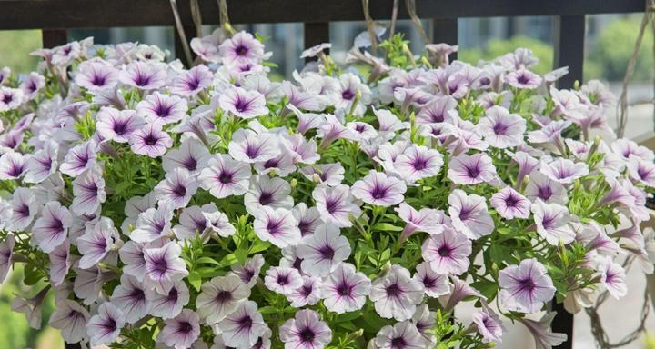 矮牵牛耐寒多少度?冬季养护需要注意什么?