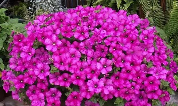 矮牵牛耐寒多少度？冬季养护需要注意什么？